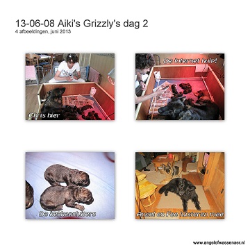 Grizzly's dag 2